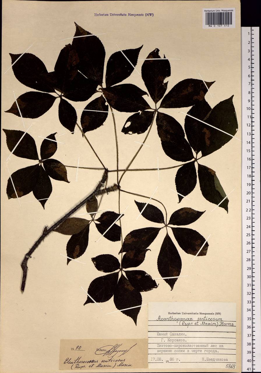 Eleutherococcus senticosus (Rupr. & Maxim.) Maxim., Siberia, Russian Far East (S6) (Russia)