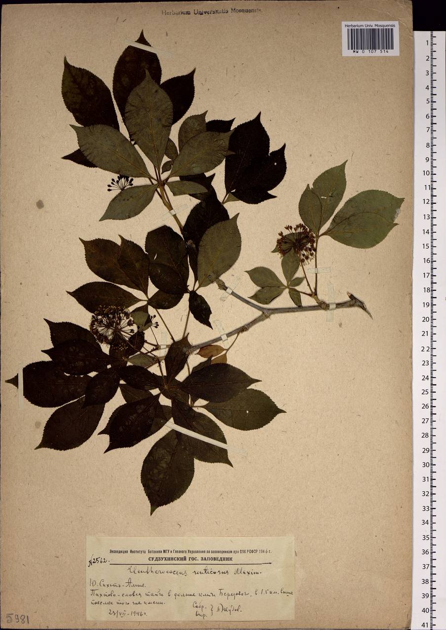 Eleutherococcus senticosus (Rupr. & Maxim.) Maxim., Siberia, Russian Far East (S6) (Russia)