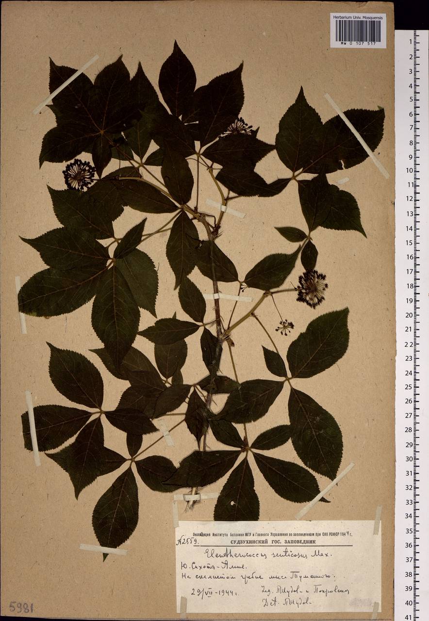 Eleutherococcus senticosus (Rupr. & Maxim.) Maxim., Siberia, Russian Far East (S6) (Russia)
