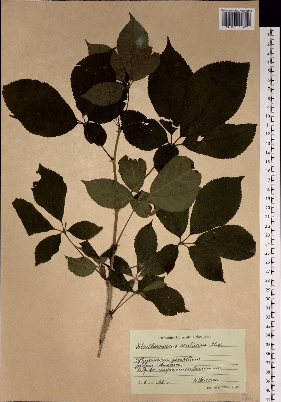 Eleutherococcus senticosus (Rupr. & Maxim.) Maxim., Siberia, Russian Far East (S6) (Russia)