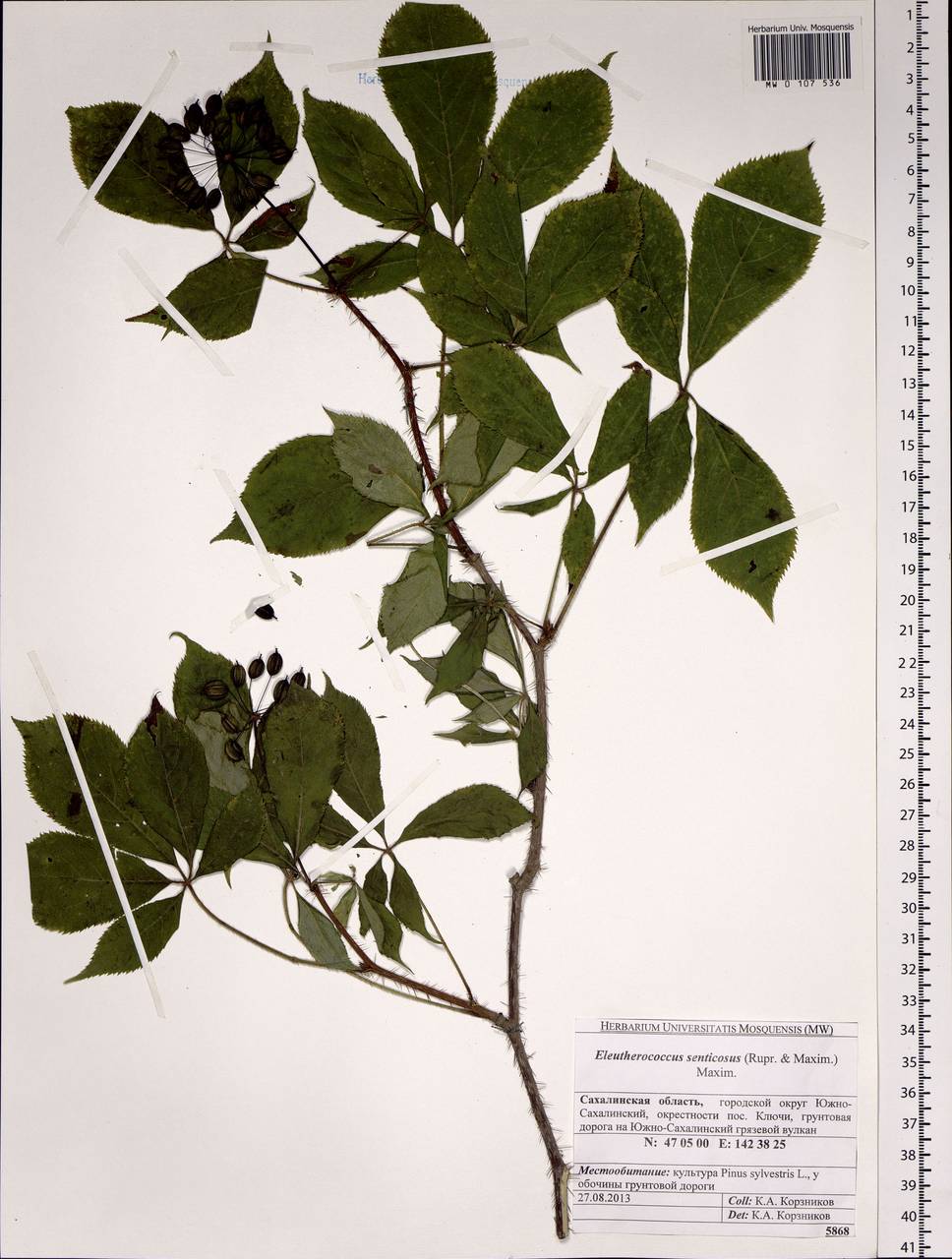 Eleutherococcus senticosus (Rupr. & Maxim.) Maxim., Siberia, Russian Far East (S6) (Russia)