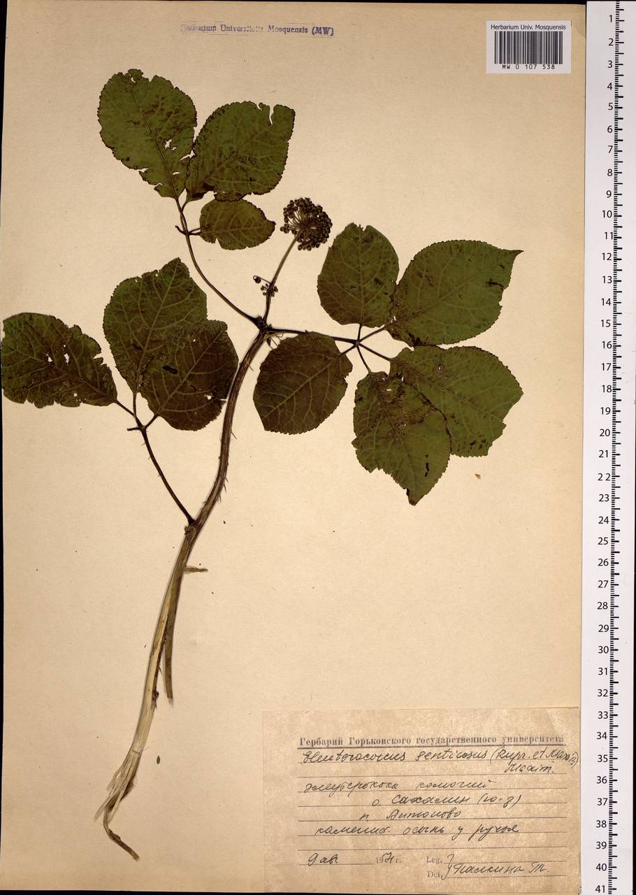 Eleutherococcus senticosus (Rupr. & Maxim.) Maxim., Siberia, Russian Far East (S6) (Russia)