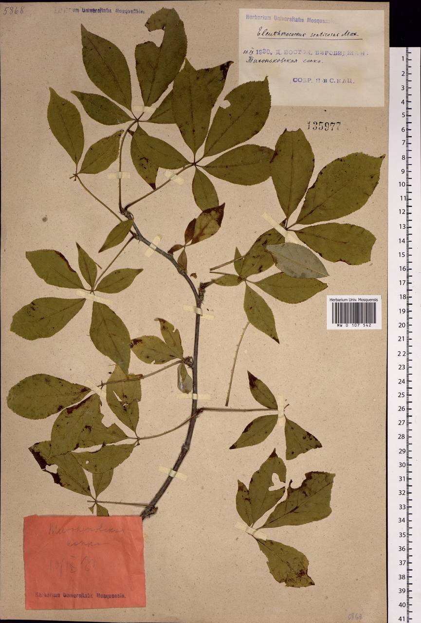 Eleutherococcus senticosus (Rupr. & Maxim.) Maxim., Siberia, Russian Far East (S6) (Russia)