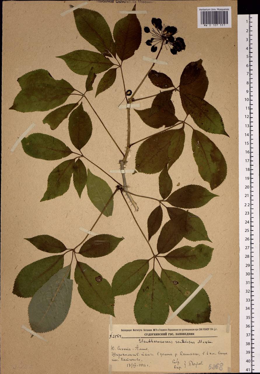Eleutherococcus senticosus (Rupr. & Maxim.) Maxim., Siberia, Russian Far East (S6) (Russia)