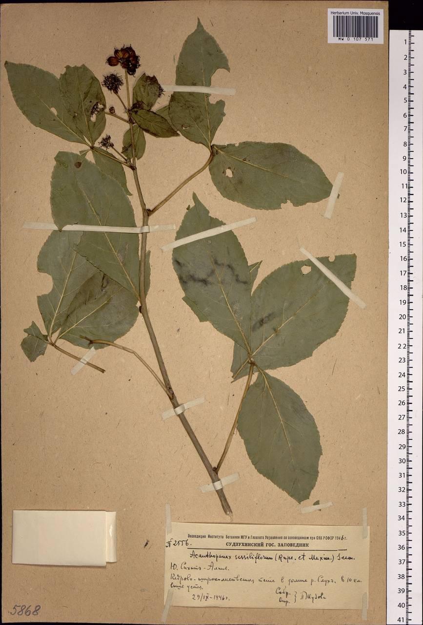 Eleutherococcus sessiliflorus (Rupr. & Maxim.) S.Y.Hu, Siberia, Russian Far East (S6) (Russia)