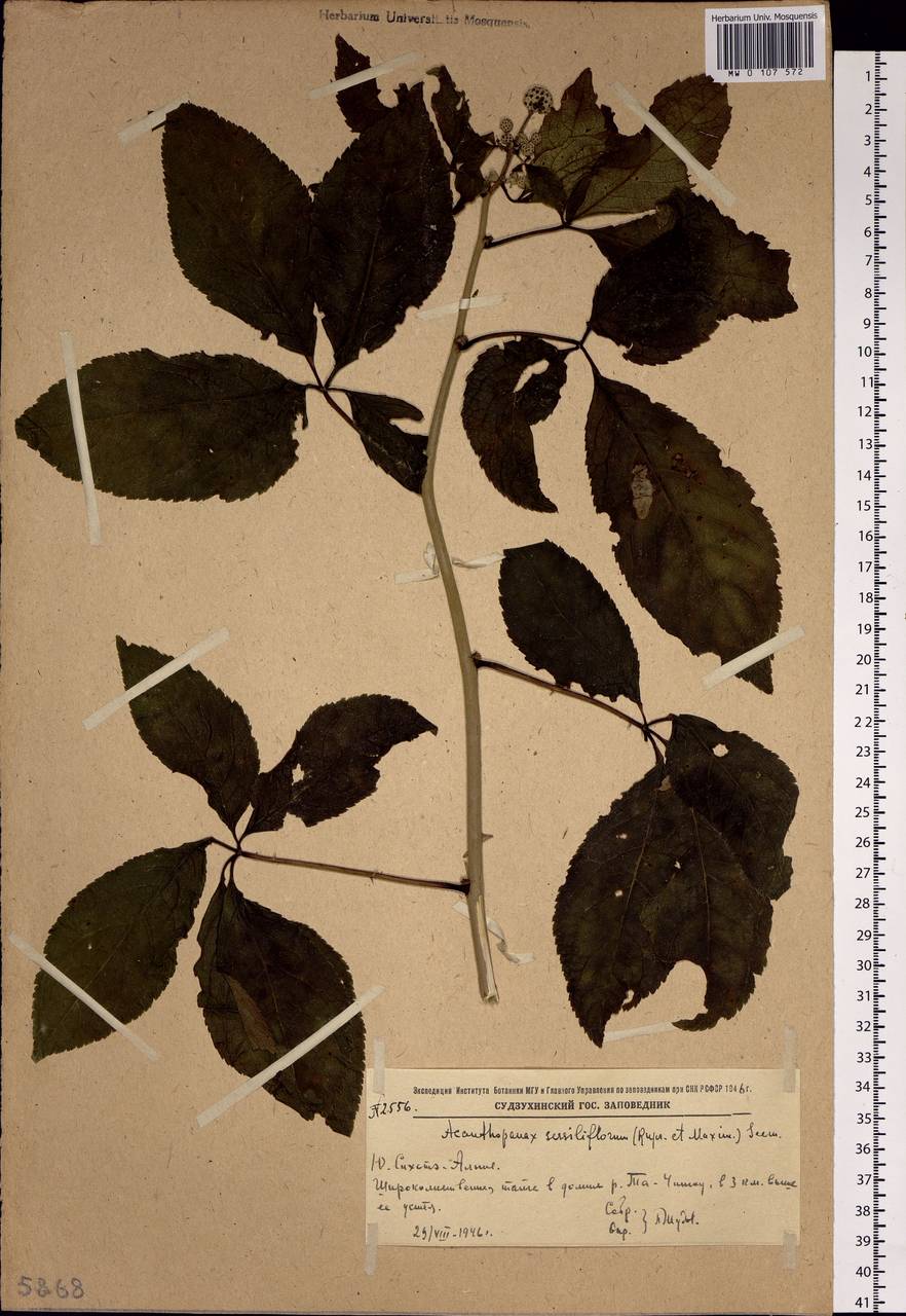 Eleutherococcus sessiliflorus (Rupr. & Maxim.) S.Y.Hu, Siberia, Russian Far East (S6) (Russia)