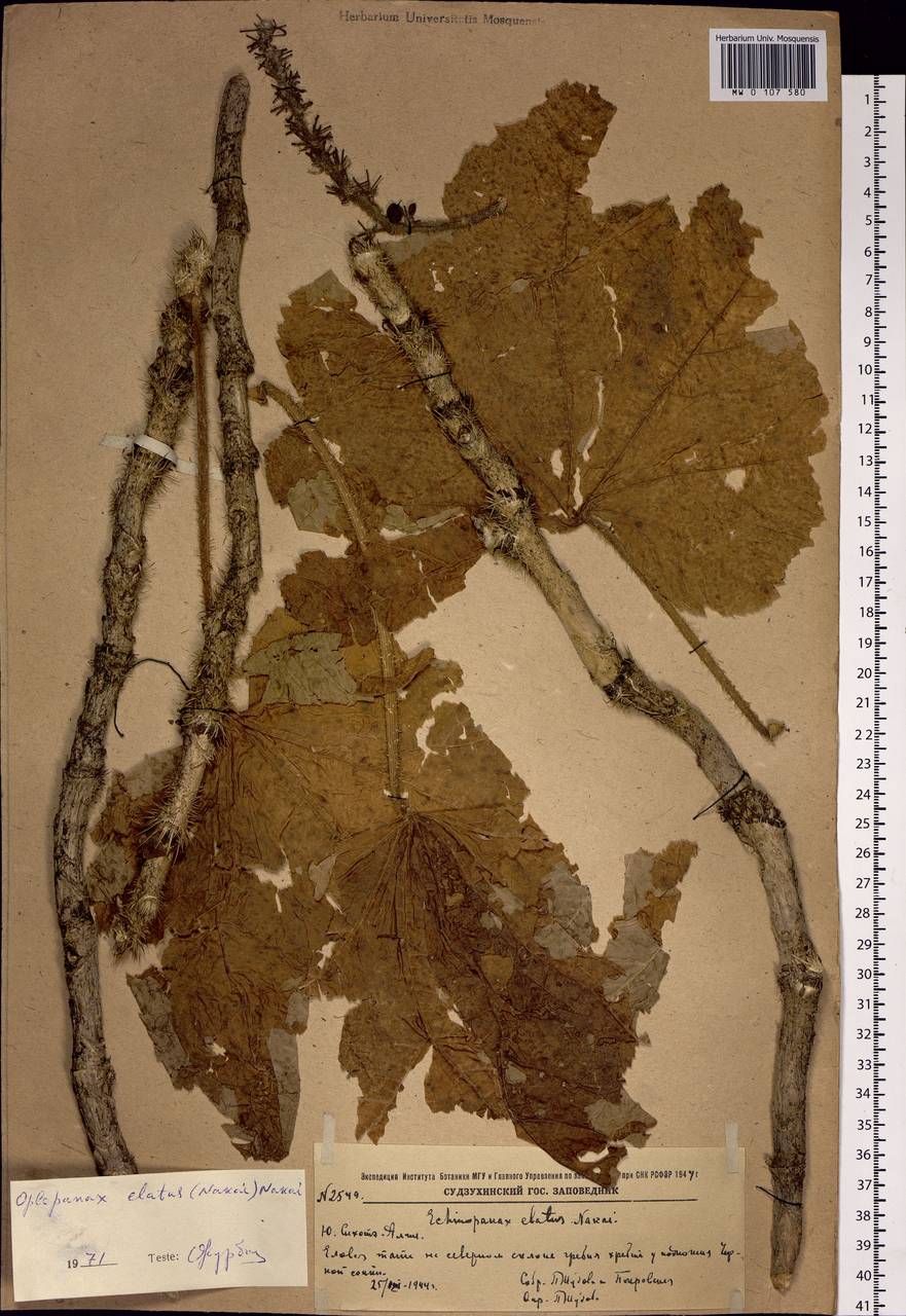 Oplopanax elatus (Nakai) Nakai, Siberia, Russian Far East (S6) (Russia)