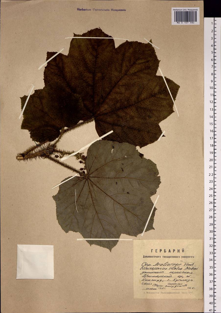 Oplopanax elatus (Nakai) Nakai, Siberia, Russian Far East (S6) (Russia)