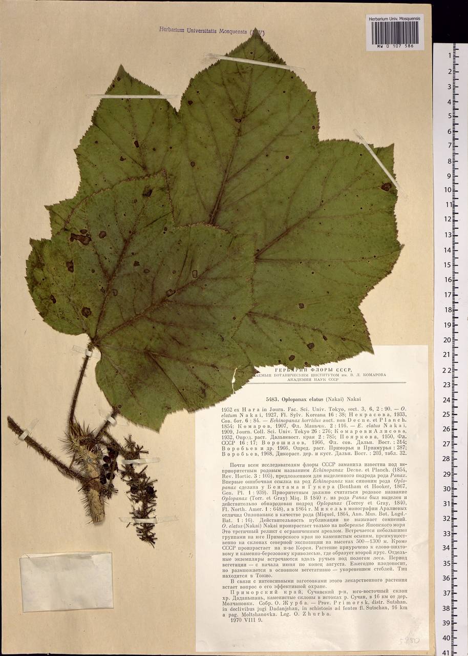 Oplopanax elatus (Nakai) Nakai, Siberia, Russian Far East (S6) (Russia)