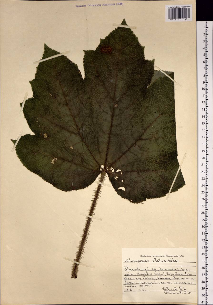Oplopanax elatus (Nakai) Nakai, Siberia, Russian Far East (S6) (Russia)