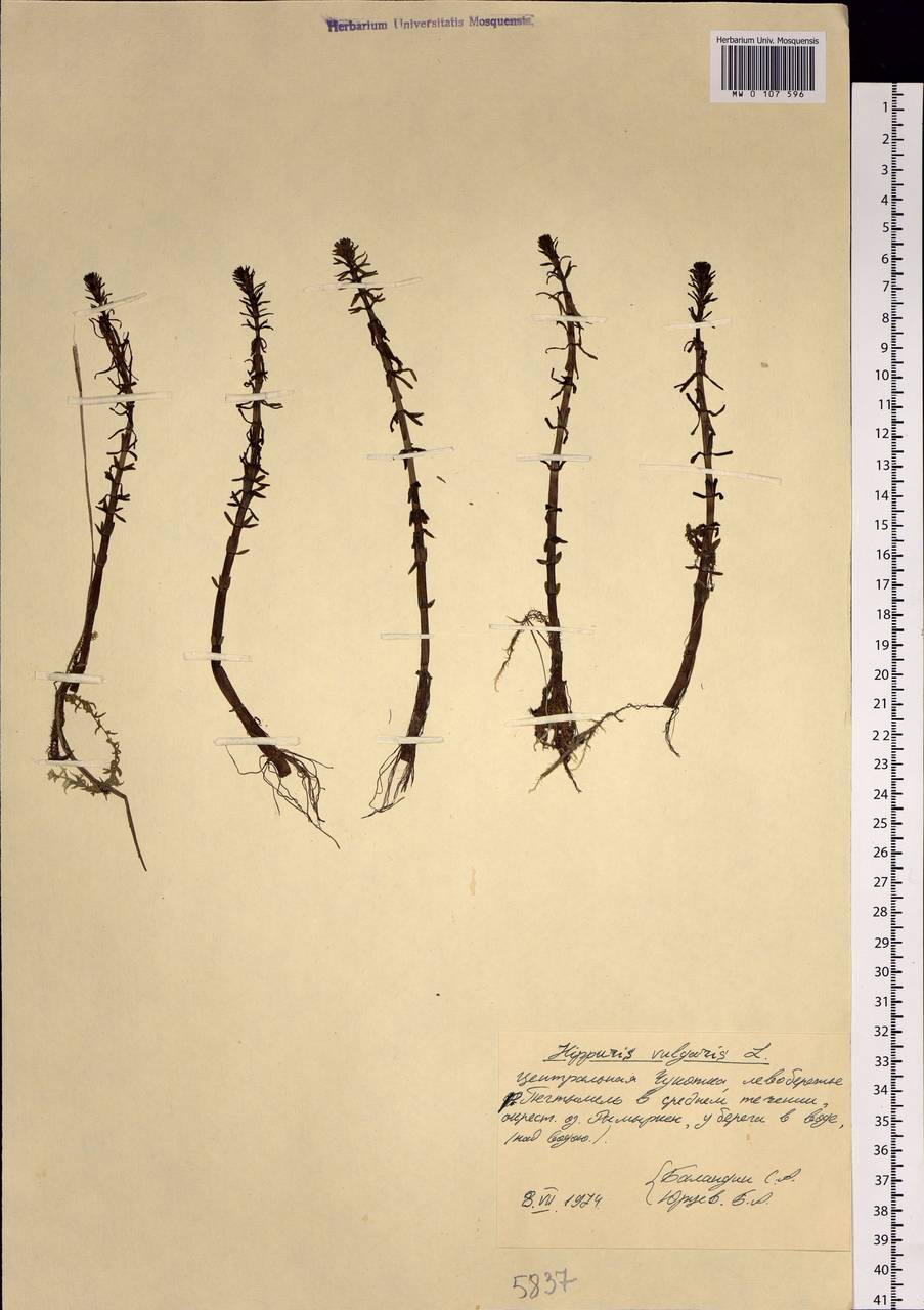 Hippuris vulgaris L., Siberia, Chukotka & Kamchatka (S7) (Russia)