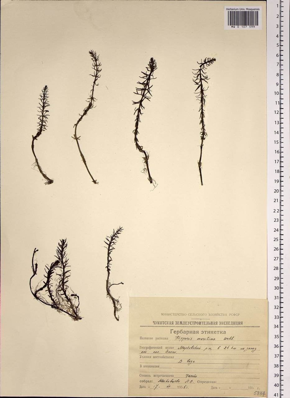 Hippuris vulgaris L., Siberia, Chukotka & Kamchatka (S7) (Russia)
