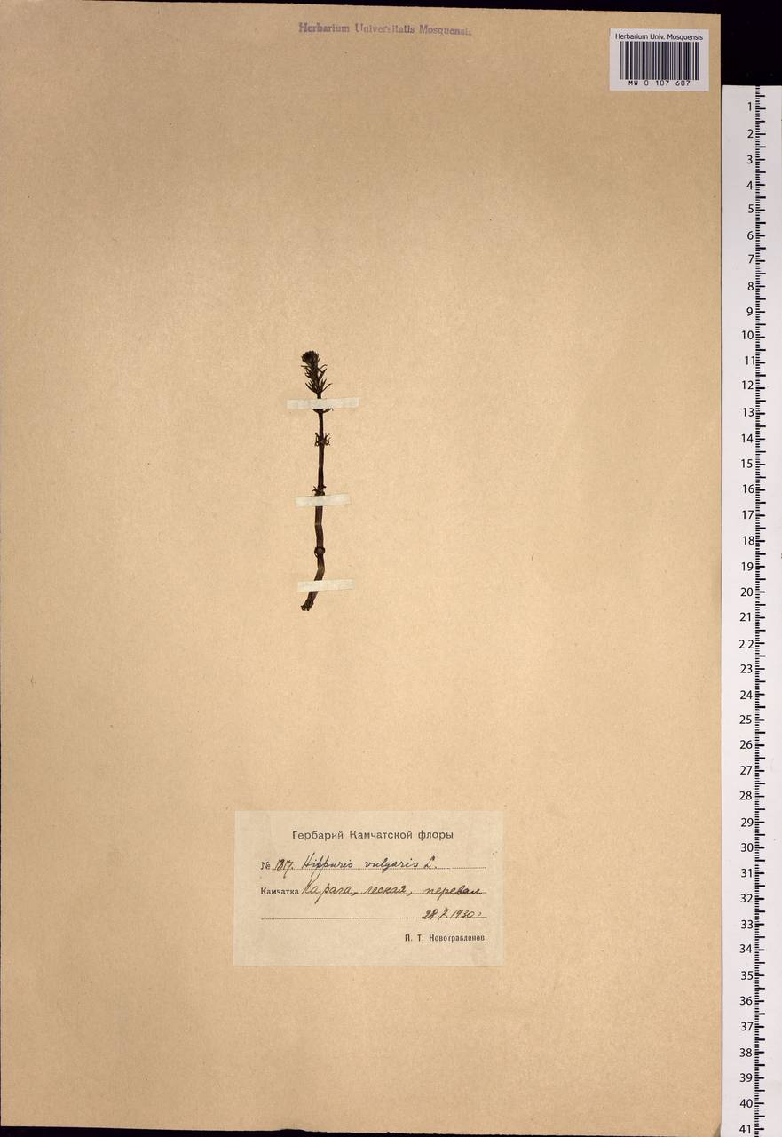 Hippuris vulgaris L., Siberia, Chukotka & Kamchatka (S7) (Russia)