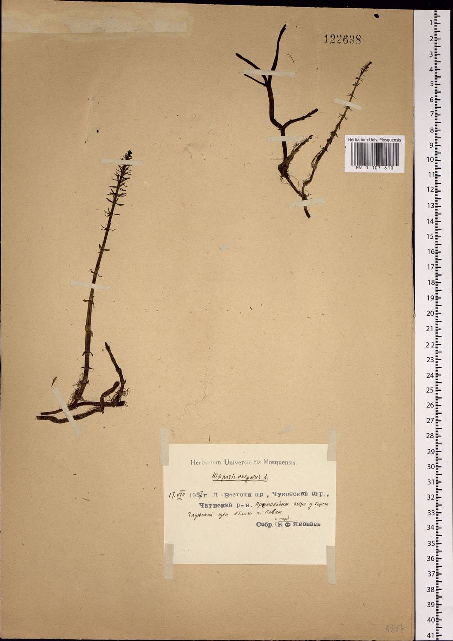 Hippuris vulgaris L., Siberia, Chukotka & Kamchatka (S7) (Russia)