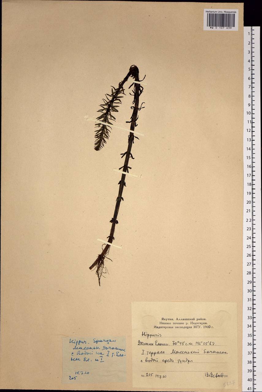 Hippuris vulgaris L., Siberia, Yakutia (S5) (Russia)