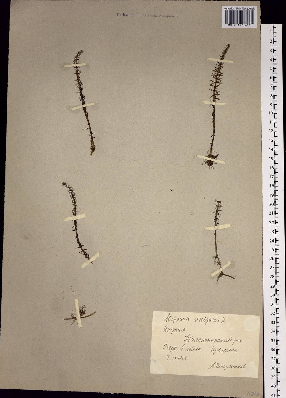 Hippuris vulgaris L., Siberia, Yakutia (S5) (Russia)