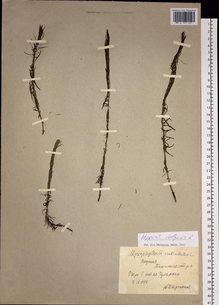 Hippuris vulgaris L., Siberia, Yakutia (S5) (Russia)