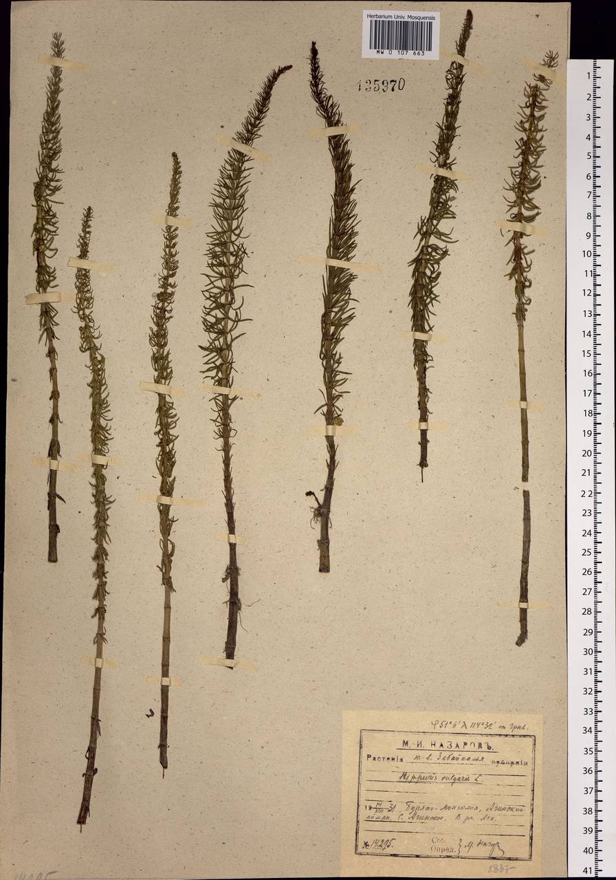 Hippuris vulgaris L., Siberia, Baikal & Transbaikal region (S4) (Russia)