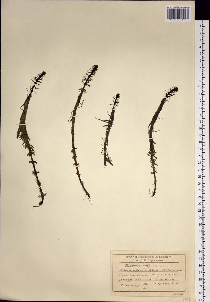 Hippuris vulgaris L., Siberia, Central Siberia (S3) (Russia)