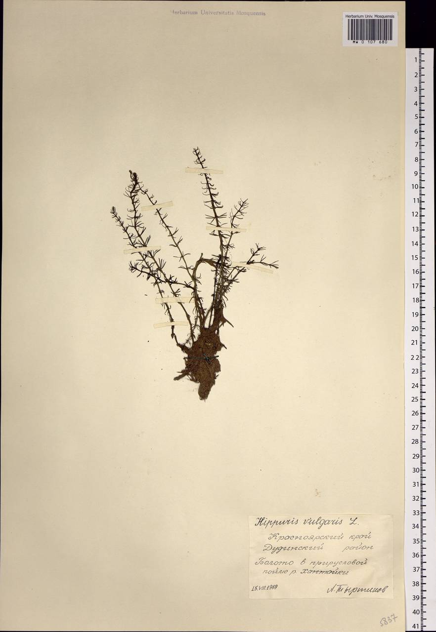 Hippuris vulgaris L., Siberia, Central Siberia (S3) (Russia)