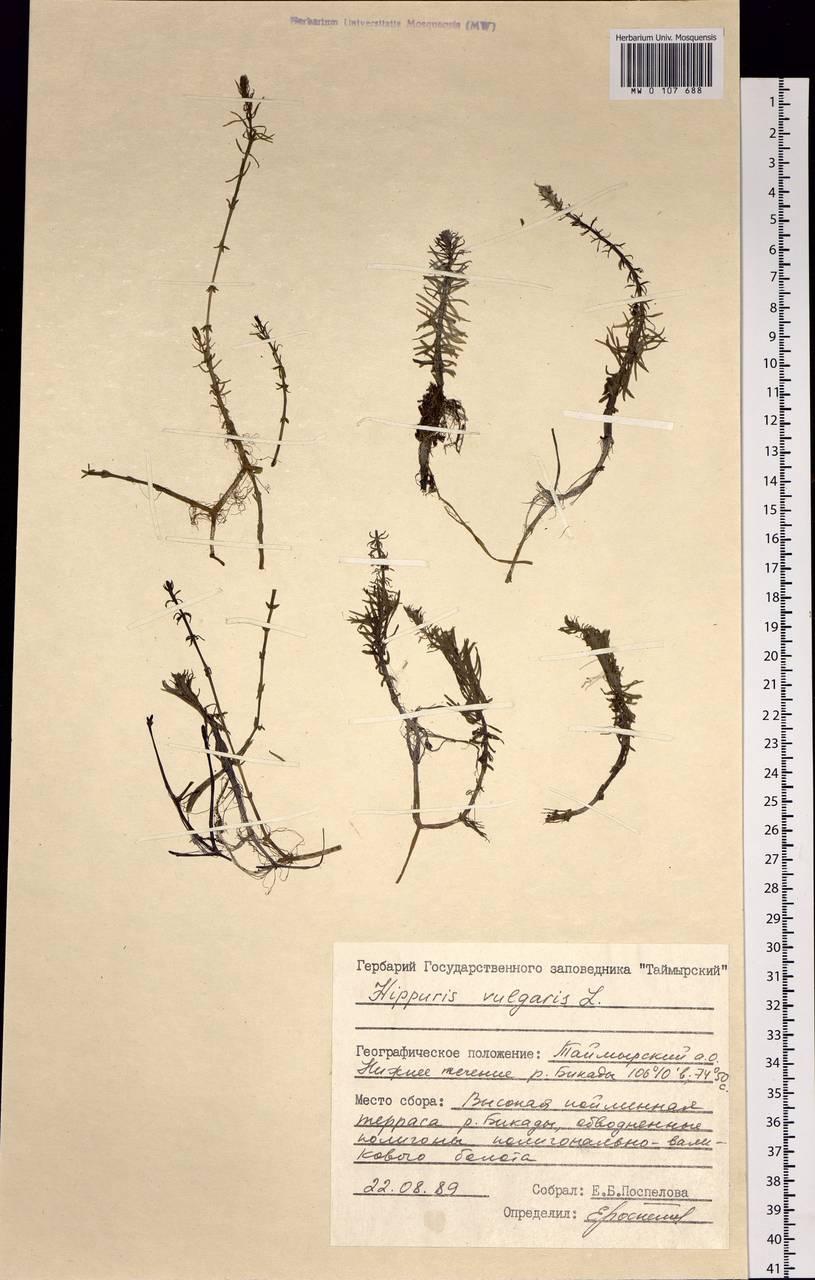 Hippuris vulgaris L., Siberia, Central Siberia (S3) (Russia)
