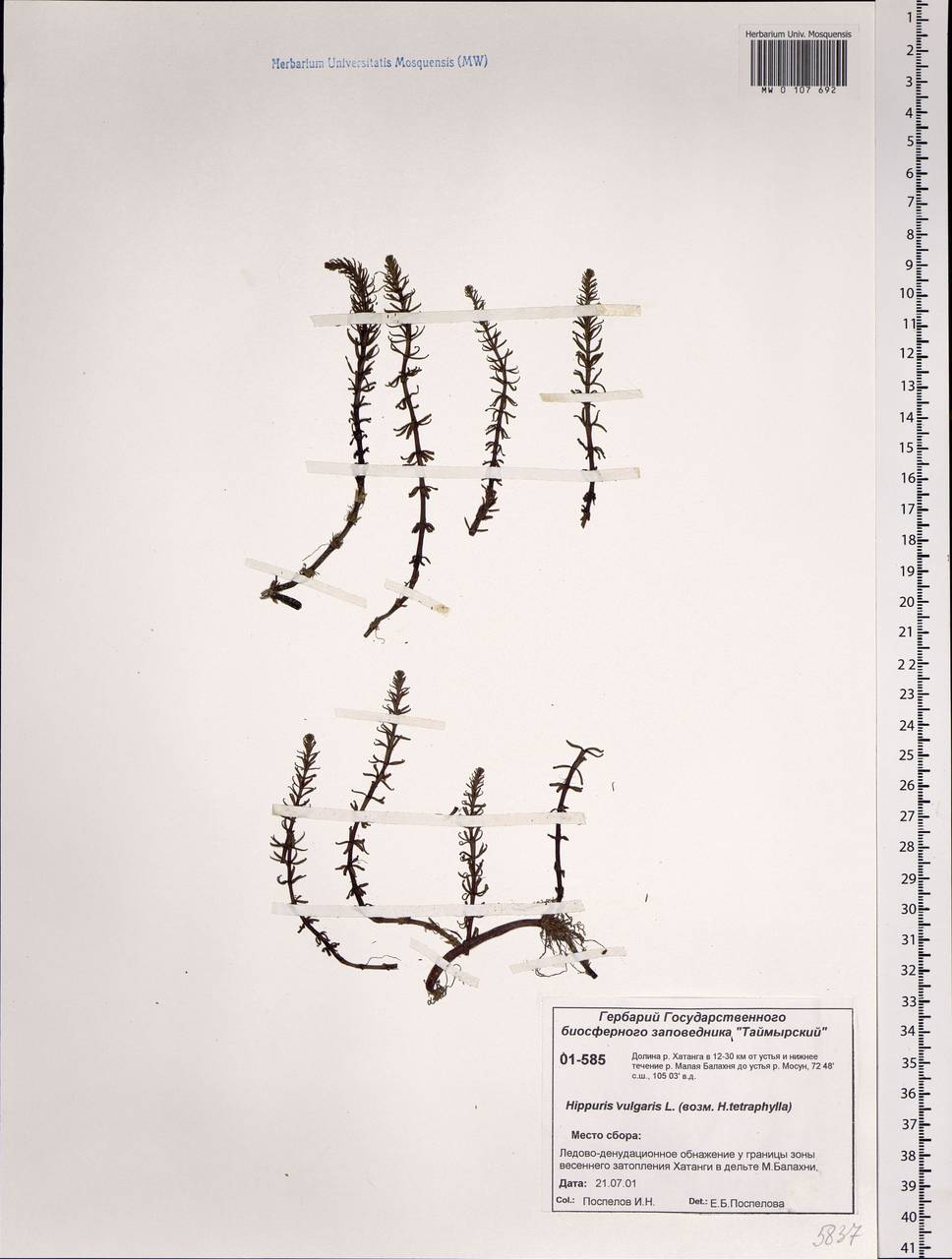 Hippuris vulgaris L., Siberia, Central Siberia (S3) (Russia)