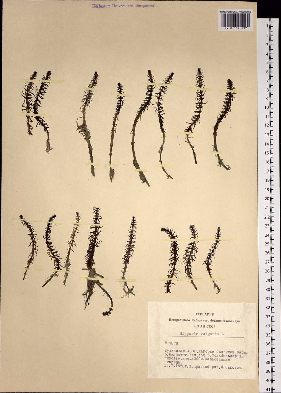 Hippuris vulgaris L., Siberia, Altai & Sayany Mountains (S2) (Russia)