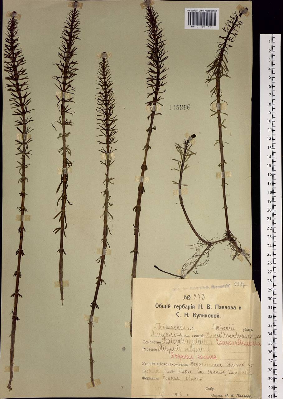 Hippuris vulgaris L., Siberia, Western Siberia (S1) (Russia)