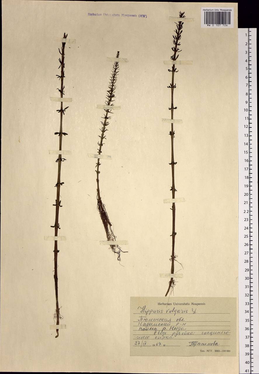 Hippuris vulgaris L., Siberia, Western Siberia (S1) (Russia)
