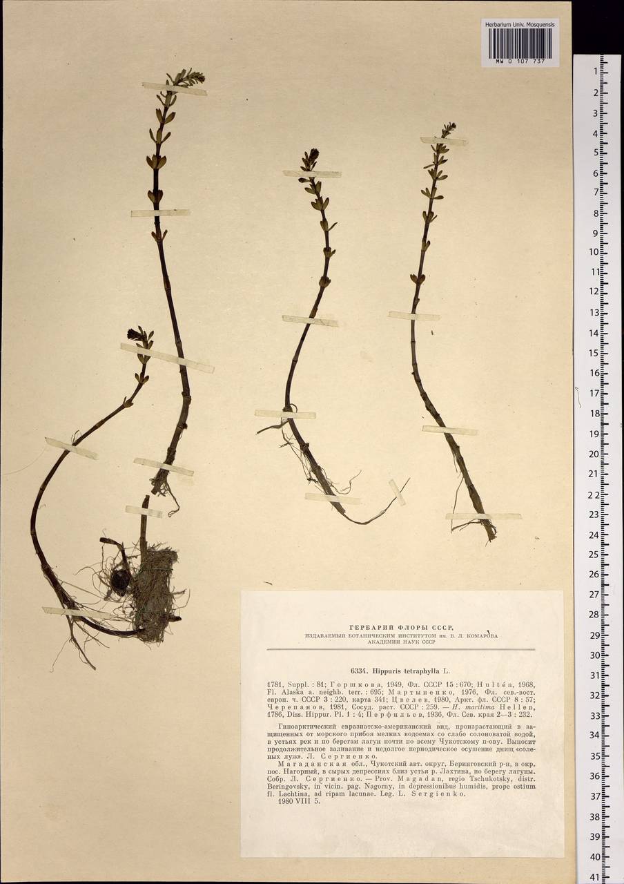 Hippuris tetraphylla L. fil., Siberia, Chukotka & Kamchatka (S7) (Russia)