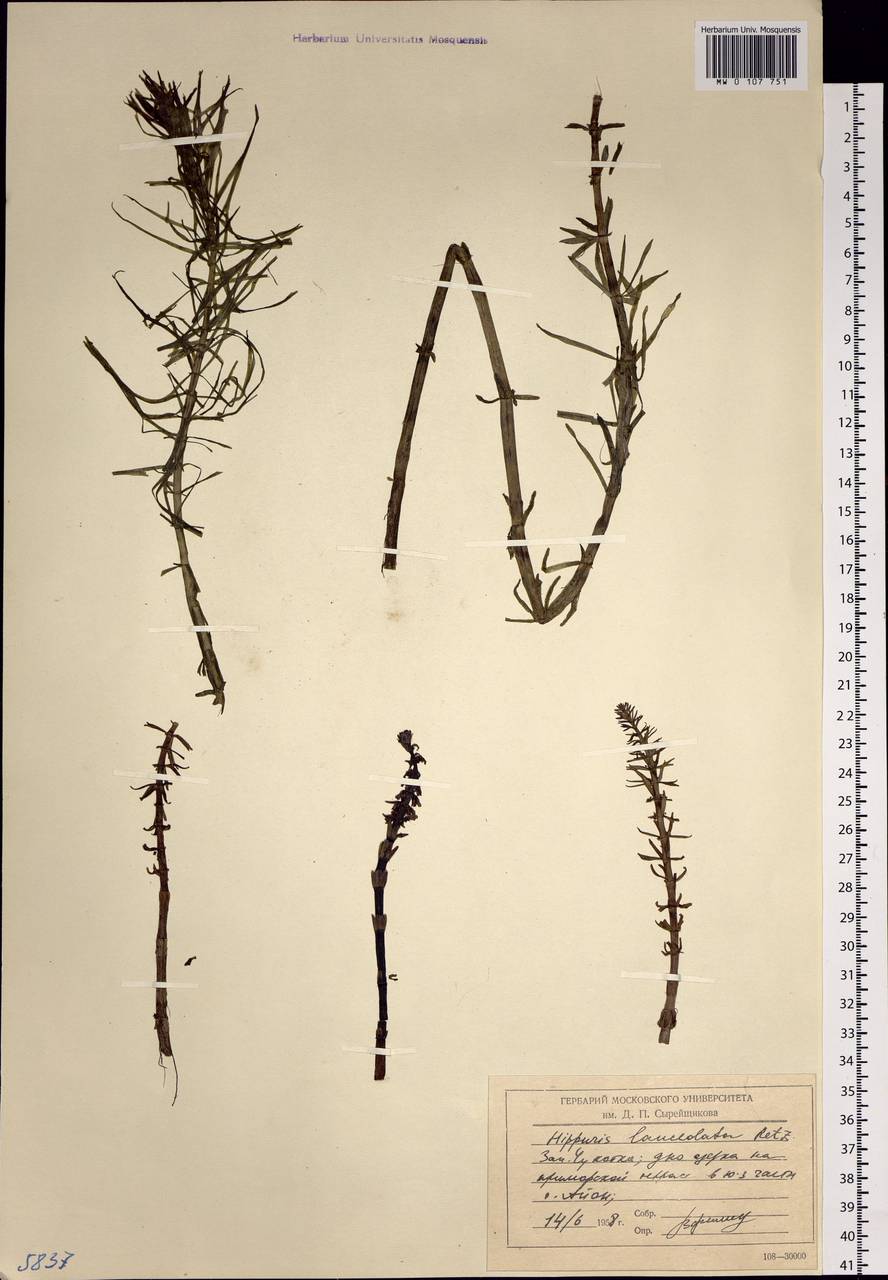 Hippuris ×lanceolata Retz., Siberia, Chukotka & Kamchatka (S7) (Russia)