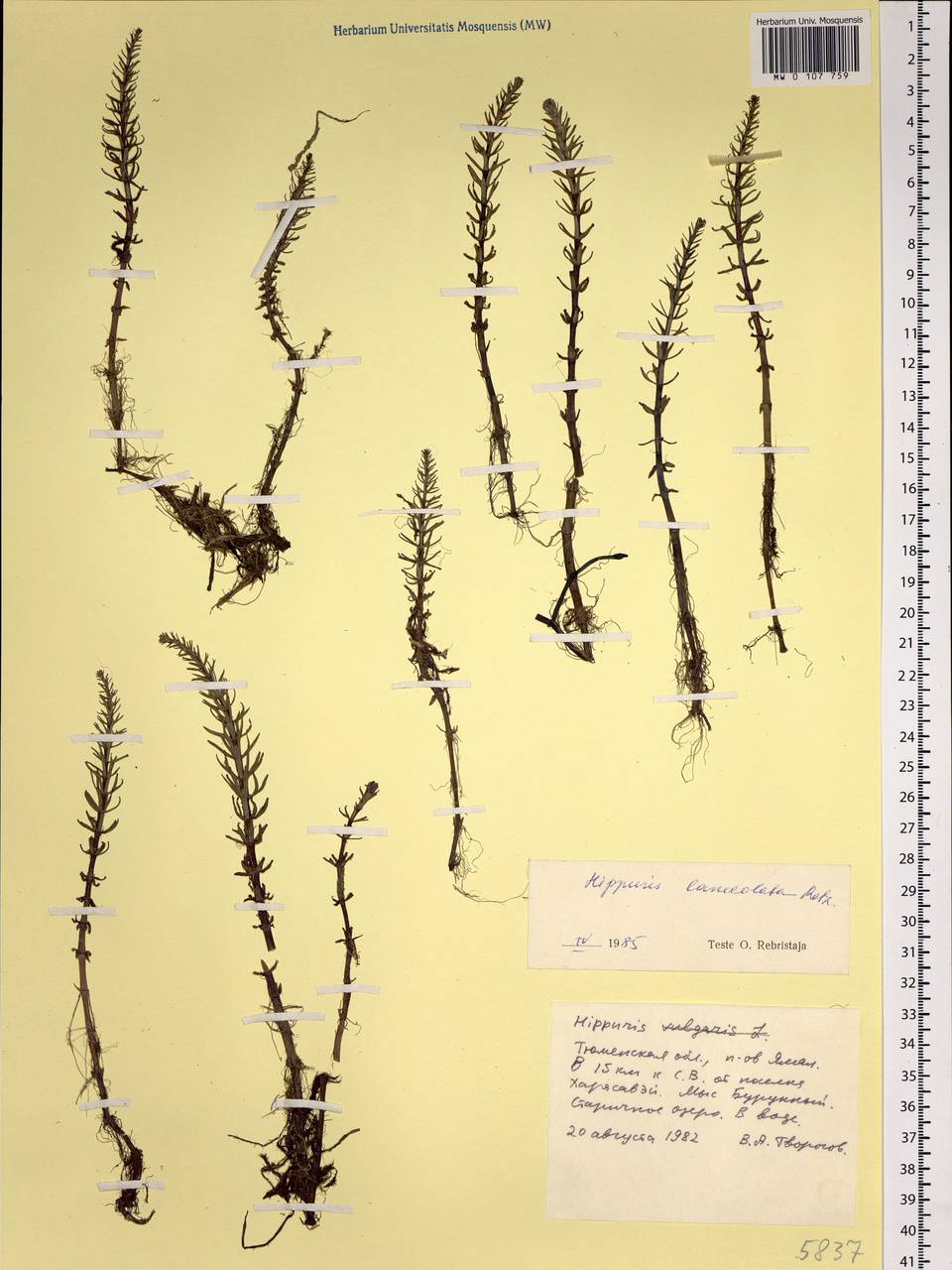 Hippuris ×lanceolata Retz., Siberia, Western Siberia (S1) (Russia)