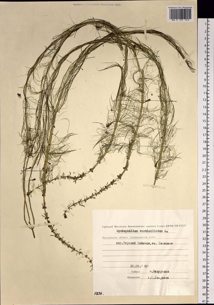 Myriophyllum verticillatum L., Siberia, Chukotka & Kamchatka (S7) (Russia)
