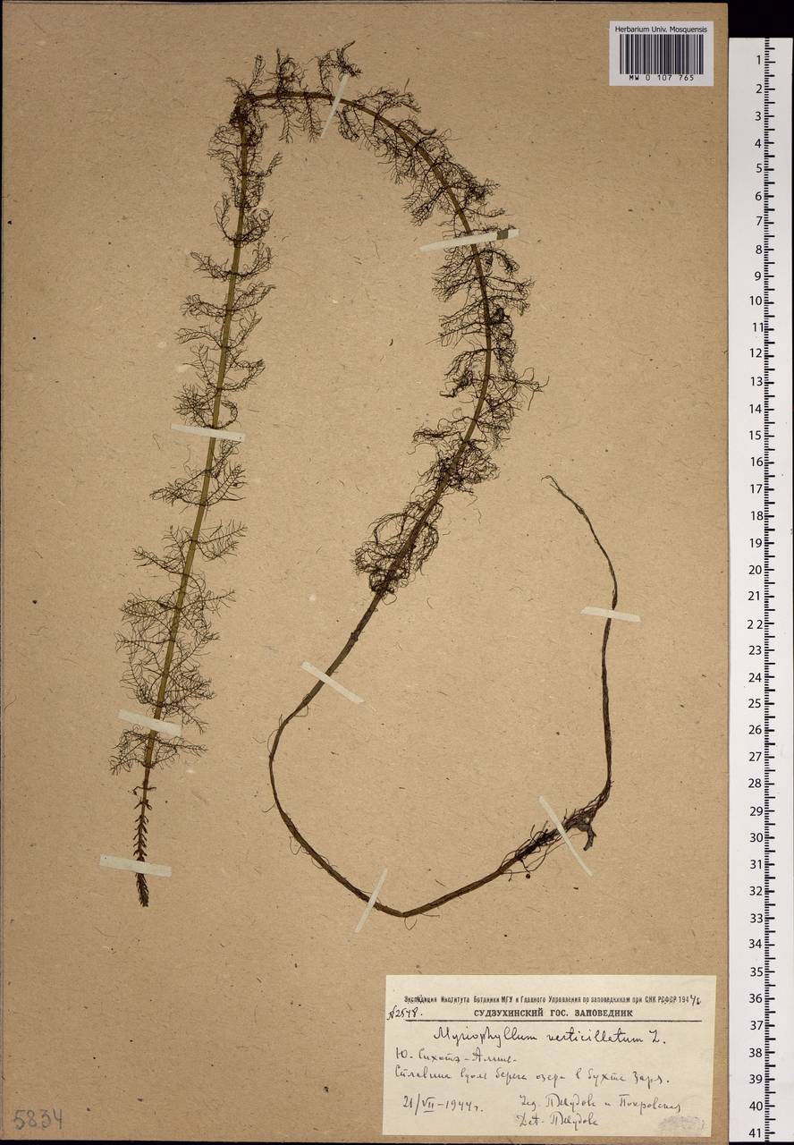 Myriophyllum verticillatum L., Siberia, Russian Far East (S6) (Russia)