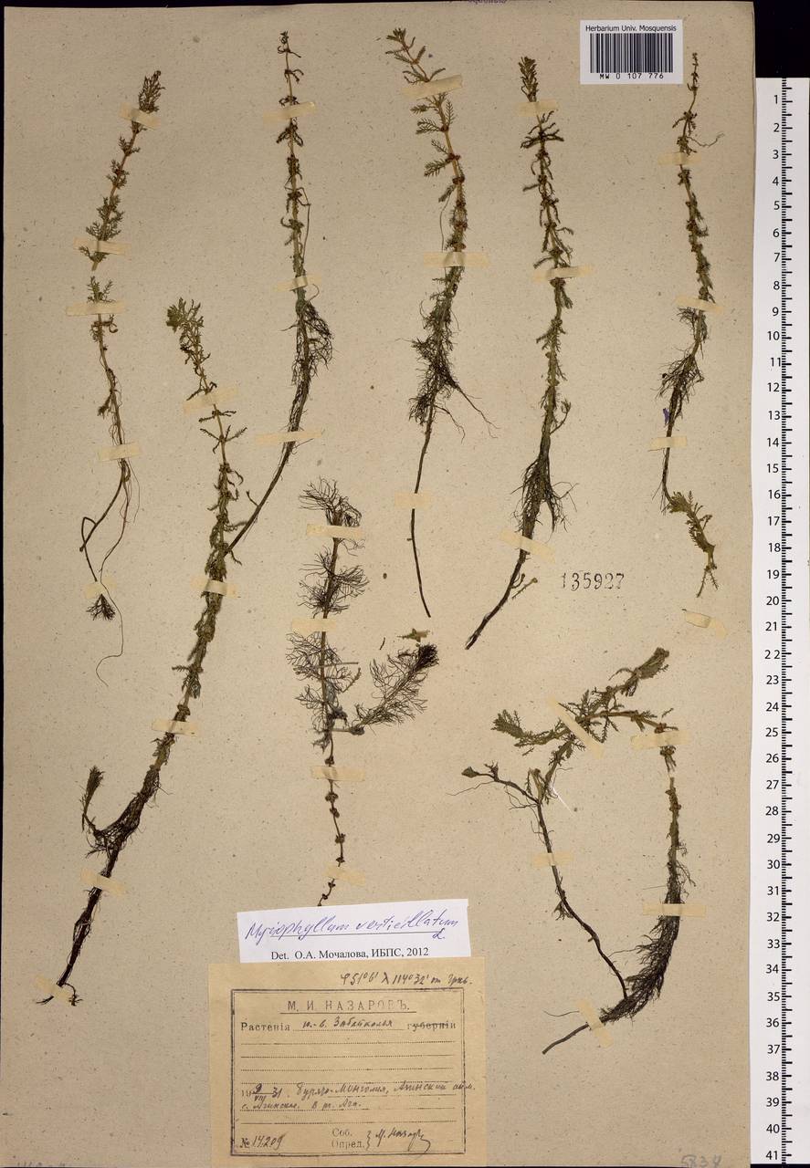 Myriophyllum verticillatum L., Siberia, Baikal & Transbaikal region (S4) (Russia)