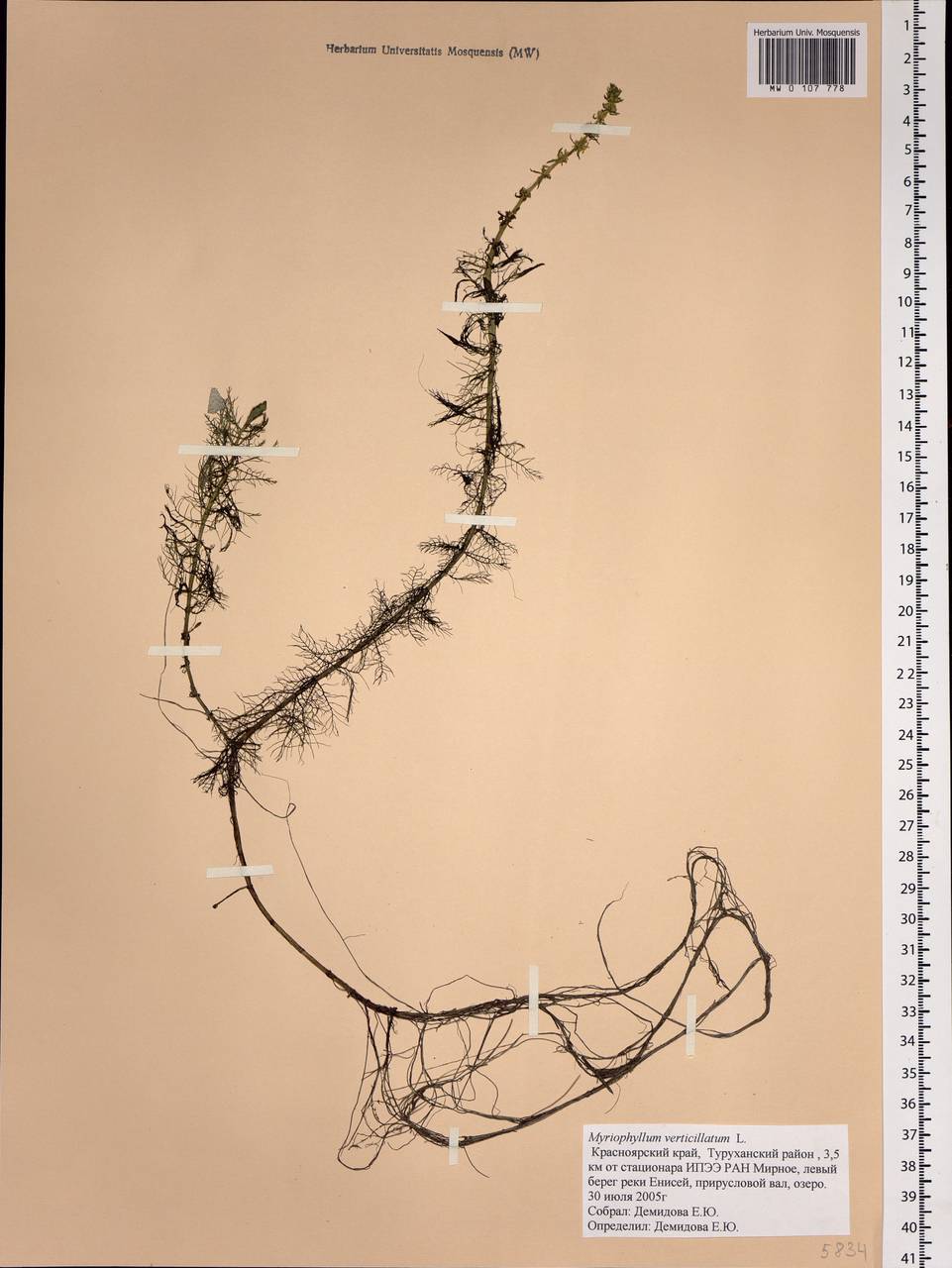 Myriophyllum verticillatum L., Siberia, Central Siberia (S3) (Russia)