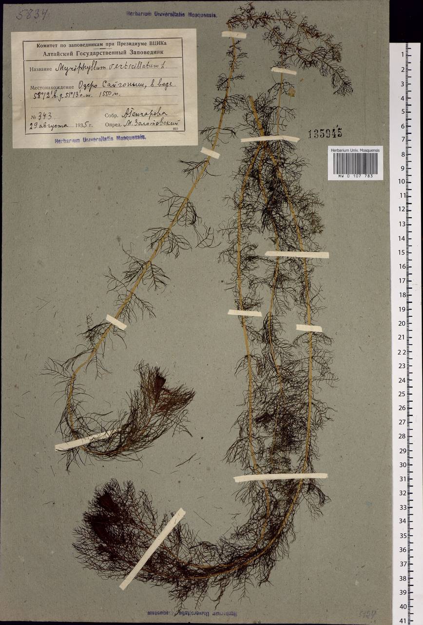 Myriophyllum verticillatum L., Siberia, Altai & Sayany Mountains (S2) (Russia)