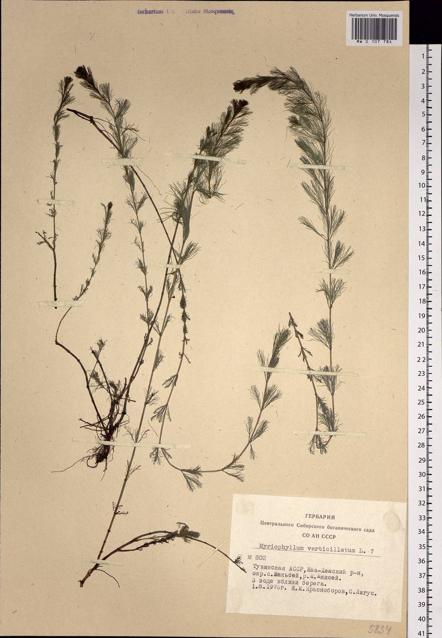 Myriophyllum verticillatum L., Siberia, Altai & Sayany Mountains (S2) (Russia)