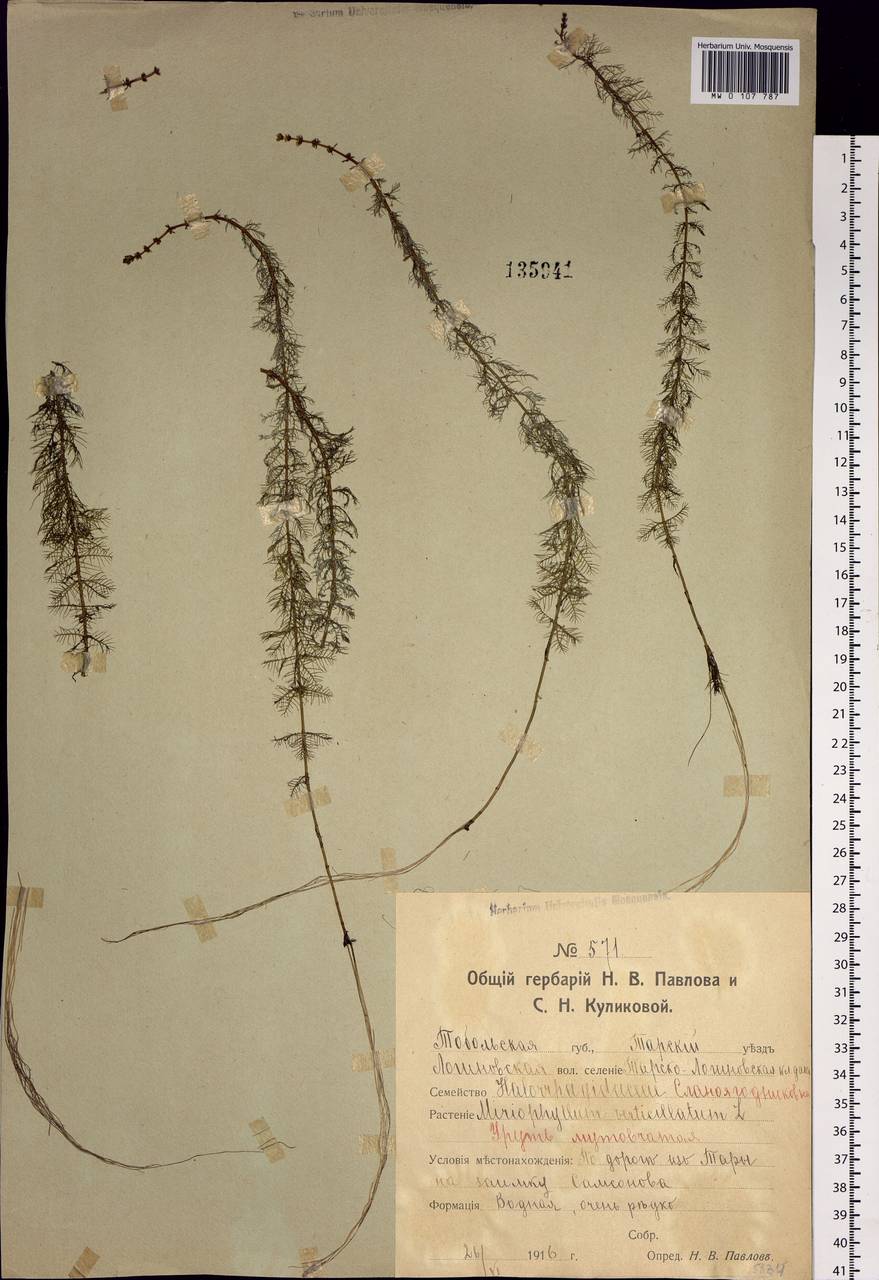 Myriophyllum verticillatum L., Siberia, Western Siberia (S1) (Russia)