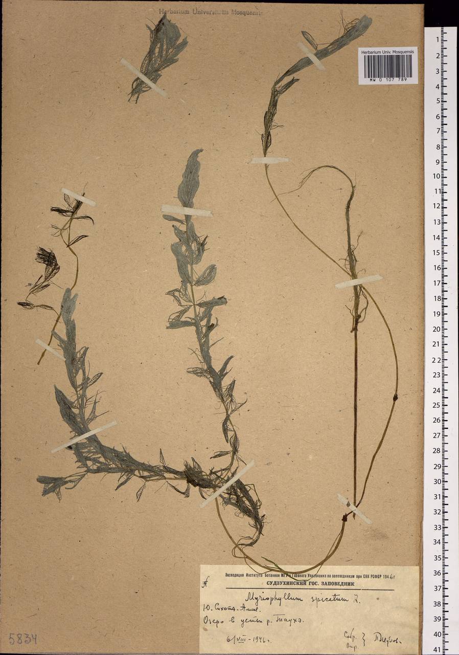 Myriophyllum spicatum L., Siberia, Russian Far East (S6) (Russia)