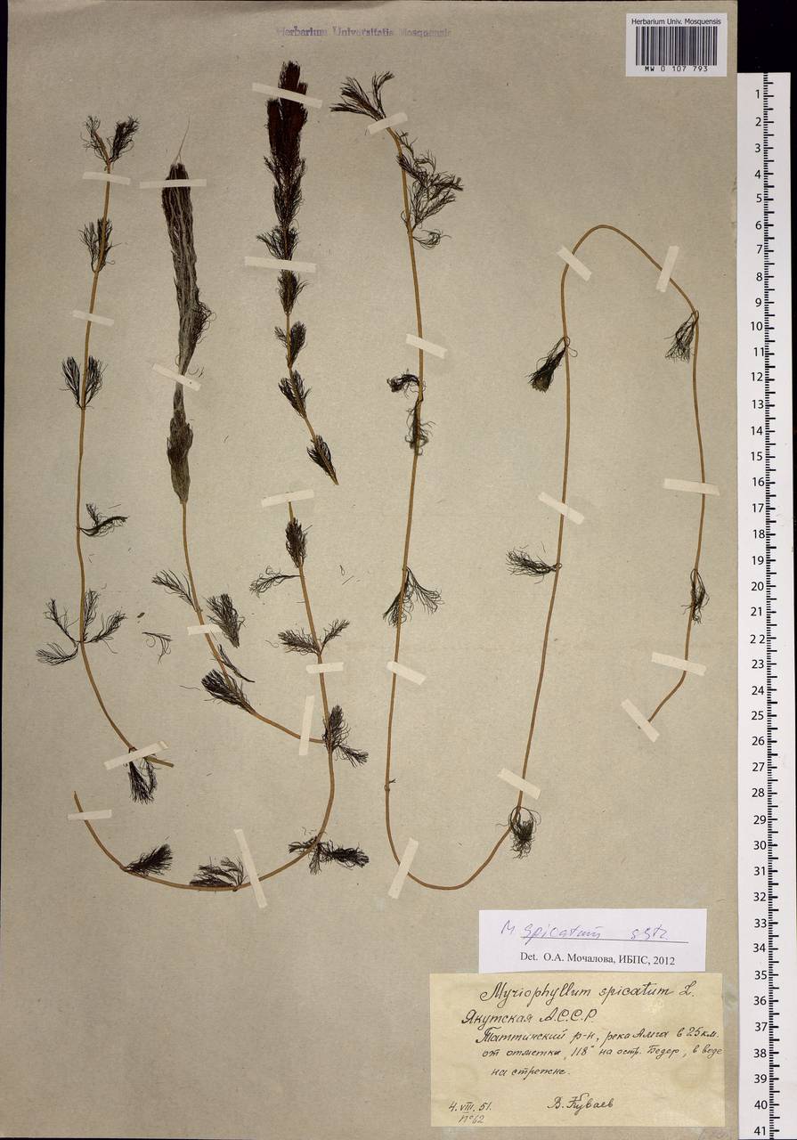 Myriophyllum spicatum L., Siberia, Yakutia (S5) (Russia)