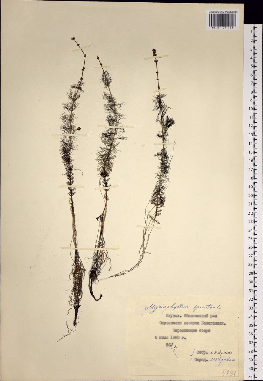 Myriophyllum spicatum L., Siberia, Yakutia (S5) (Russia)