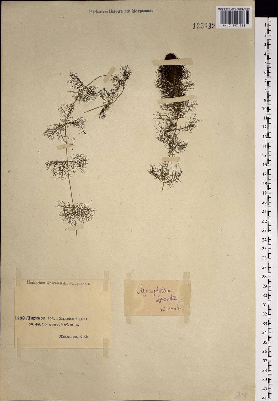 Myriophyllum spicatum L., Siberia, Baikal & Transbaikal region (S4) (Russia)