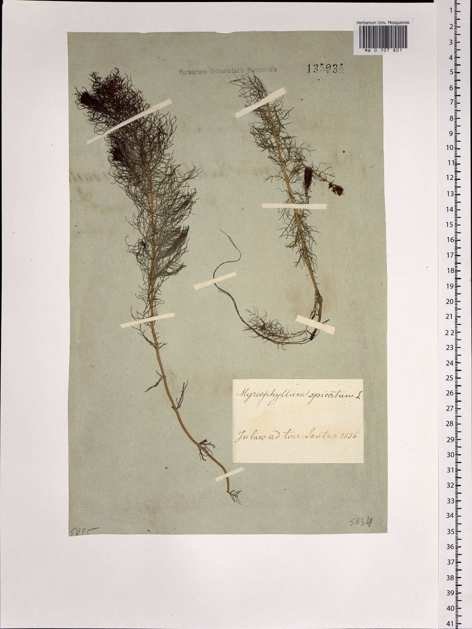 Myriophyllum spicatum L., Siberia, Baikal & Transbaikal region (S4) (Russia)