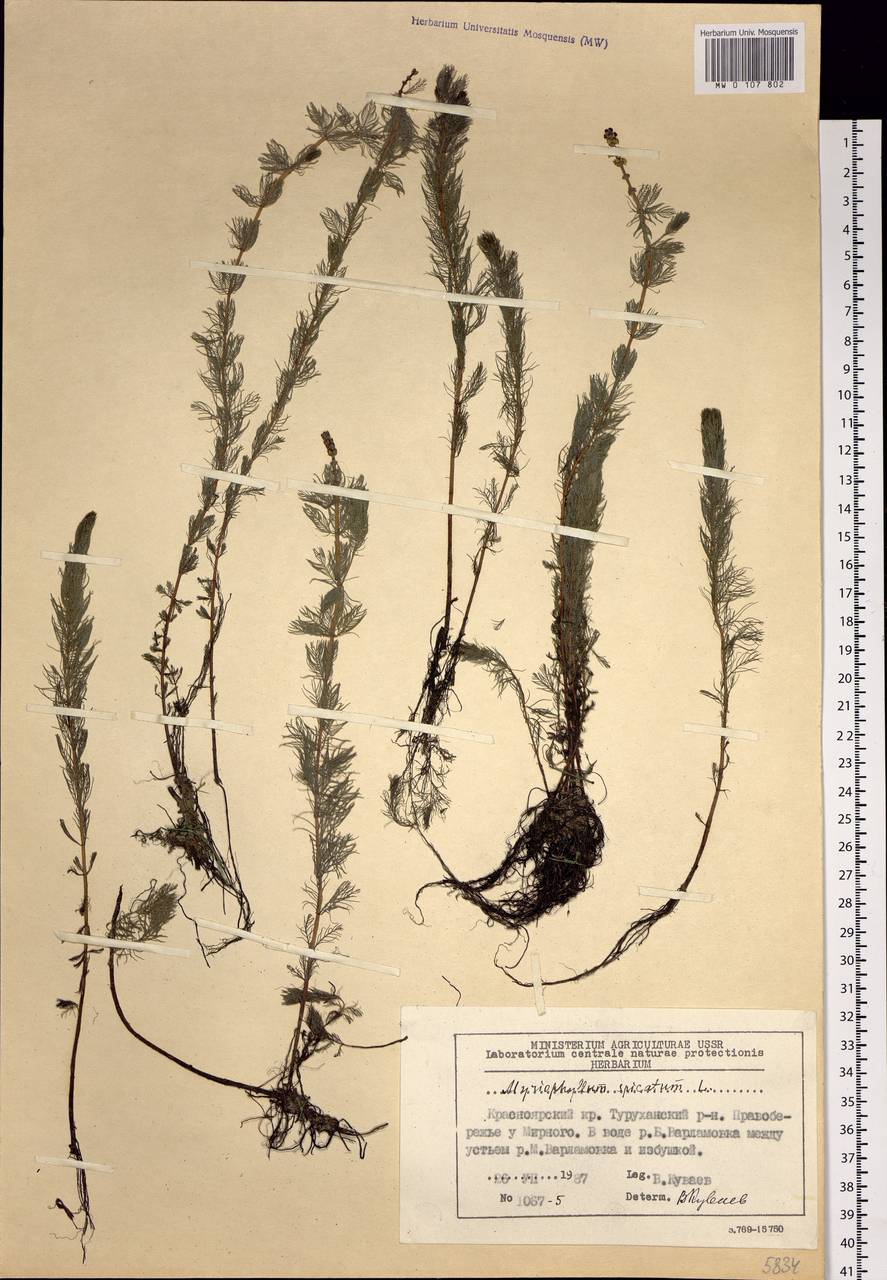 Myriophyllum spicatum L., Siberia, Central Siberia (S3) (Russia)