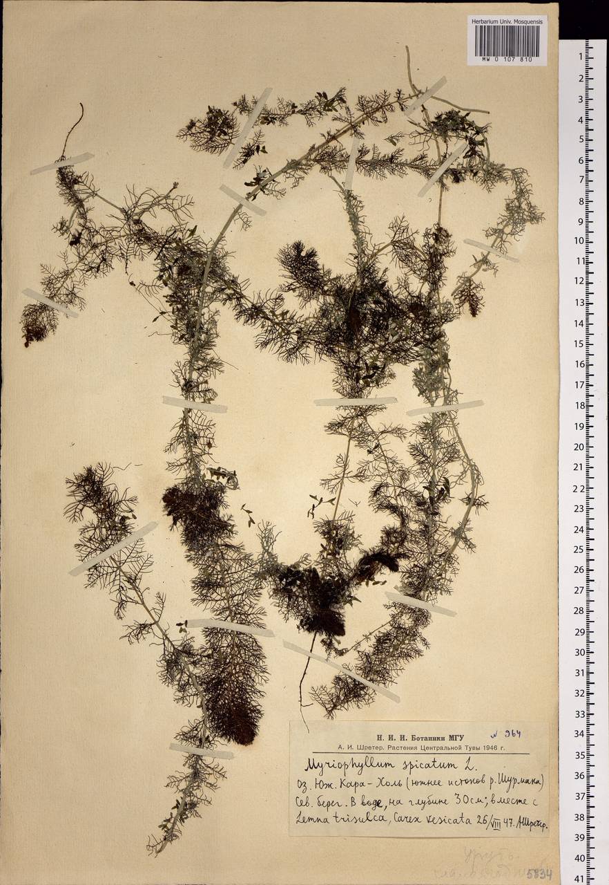 Myriophyllum spicatum L., Siberia, Altai & Sayany Mountains (S2) (Russia)