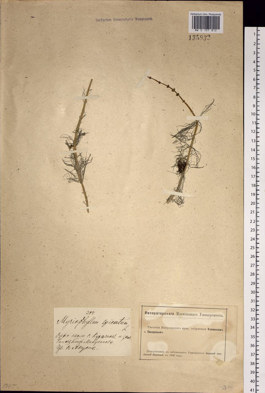 Myriophyllum spicatum L., Siberia, Altai & Sayany Mountains (S2) (Russia)