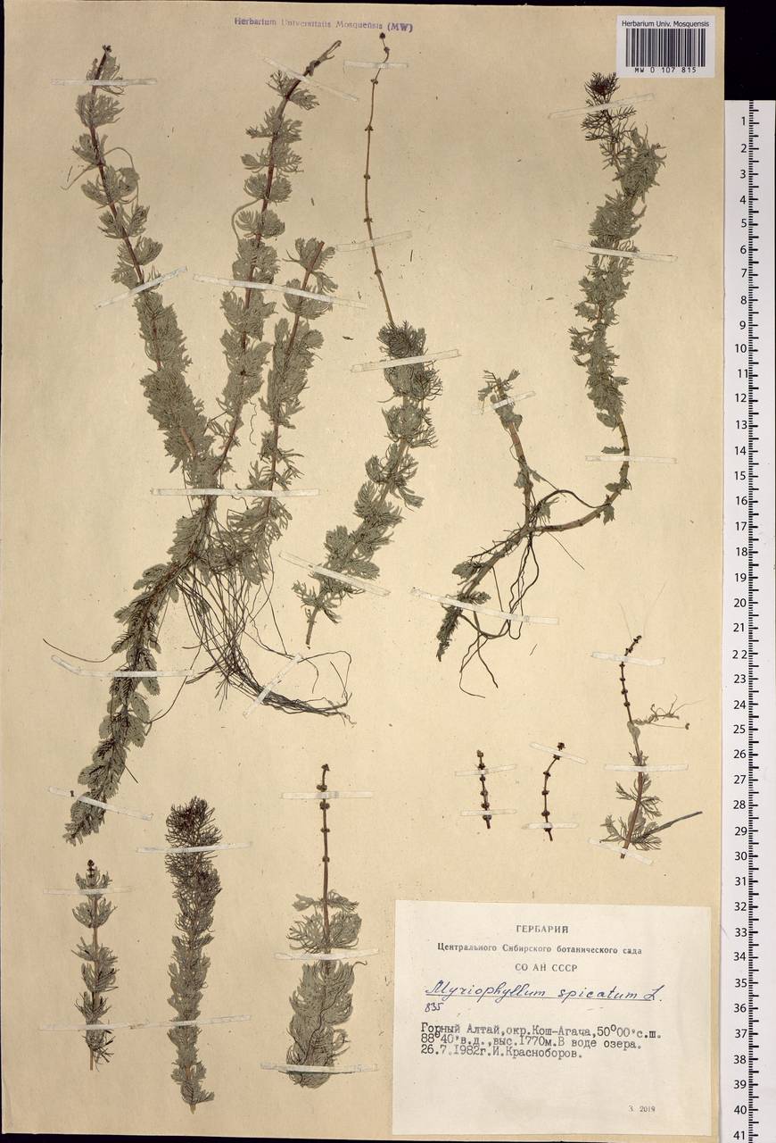 Myriophyllum spicatum L., Siberia, Altai & Sayany Mountains (S2) (Russia)