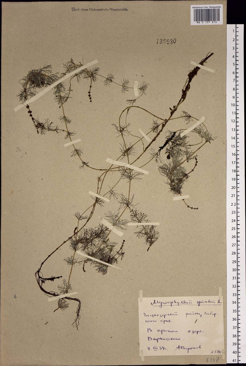 Myriophyllum spicatum L., Siberia, Western Siberia (S1) (Russia)
