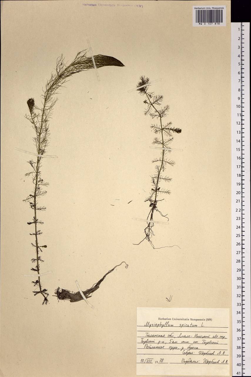Myriophyllum spicatum L., Siberia, Western Siberia (S1) (Russia)